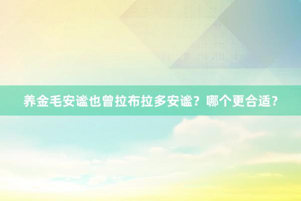 养金毛安谧也曾拉布拉多安谧？哪个更合适？